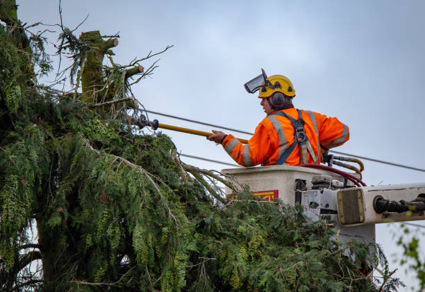 How Our Tree Care Process Works  in  Farmers Branch, TX