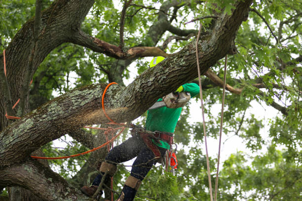 Farmers Branch, TX Tree Removal Services Company